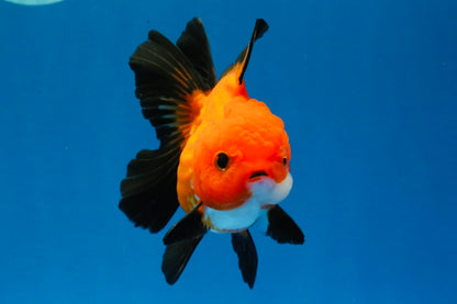 [SINGLE] Apache Oranda Female 4-4.5 inches #030626SO_08