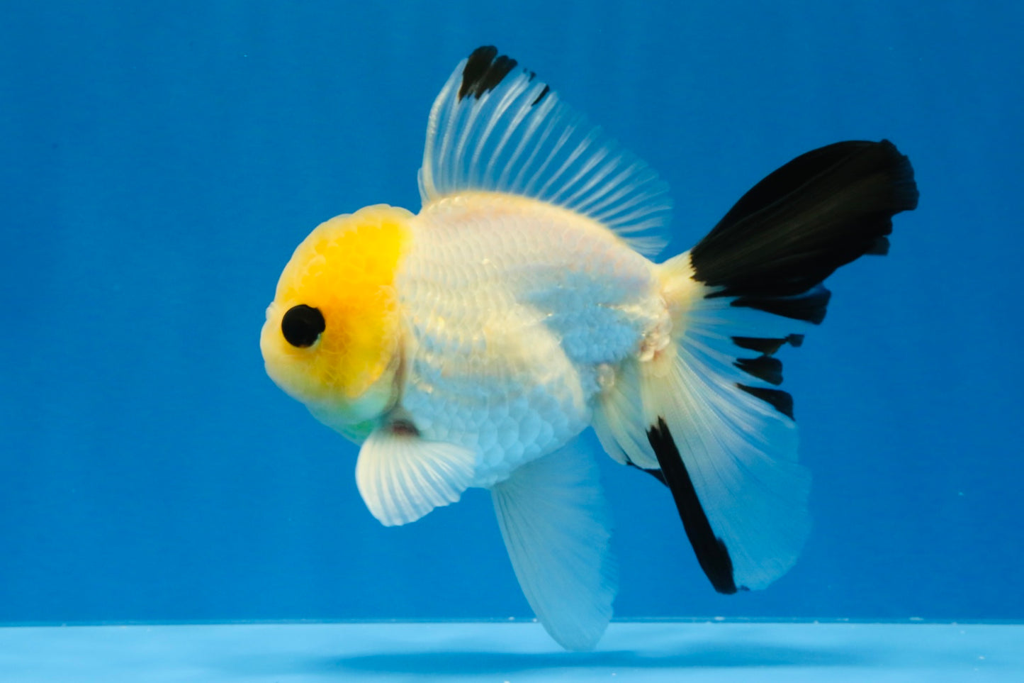 [SINGLE] Lemonhead Bottom Eyes Oranda Male 4.5 inches #022726SO_05