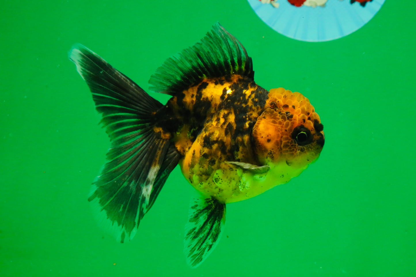 [SINGLE] Tiger Female 4.5 inches #101725SO_02