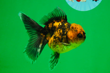 [SINGLE] Tiger Female 4.5 inches #101725SO_02