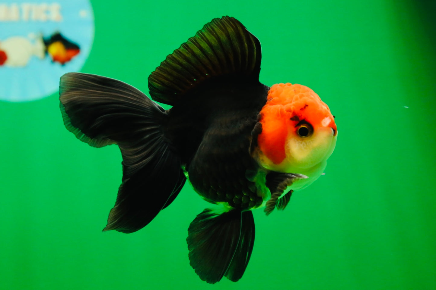 [SINGLE] Tricolor Oranda Male 4-4.5 inches #080825SO_11