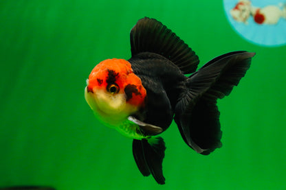 [SINGLE] Tricolor Oranda Male 4-4.5 inches #080825SO_11