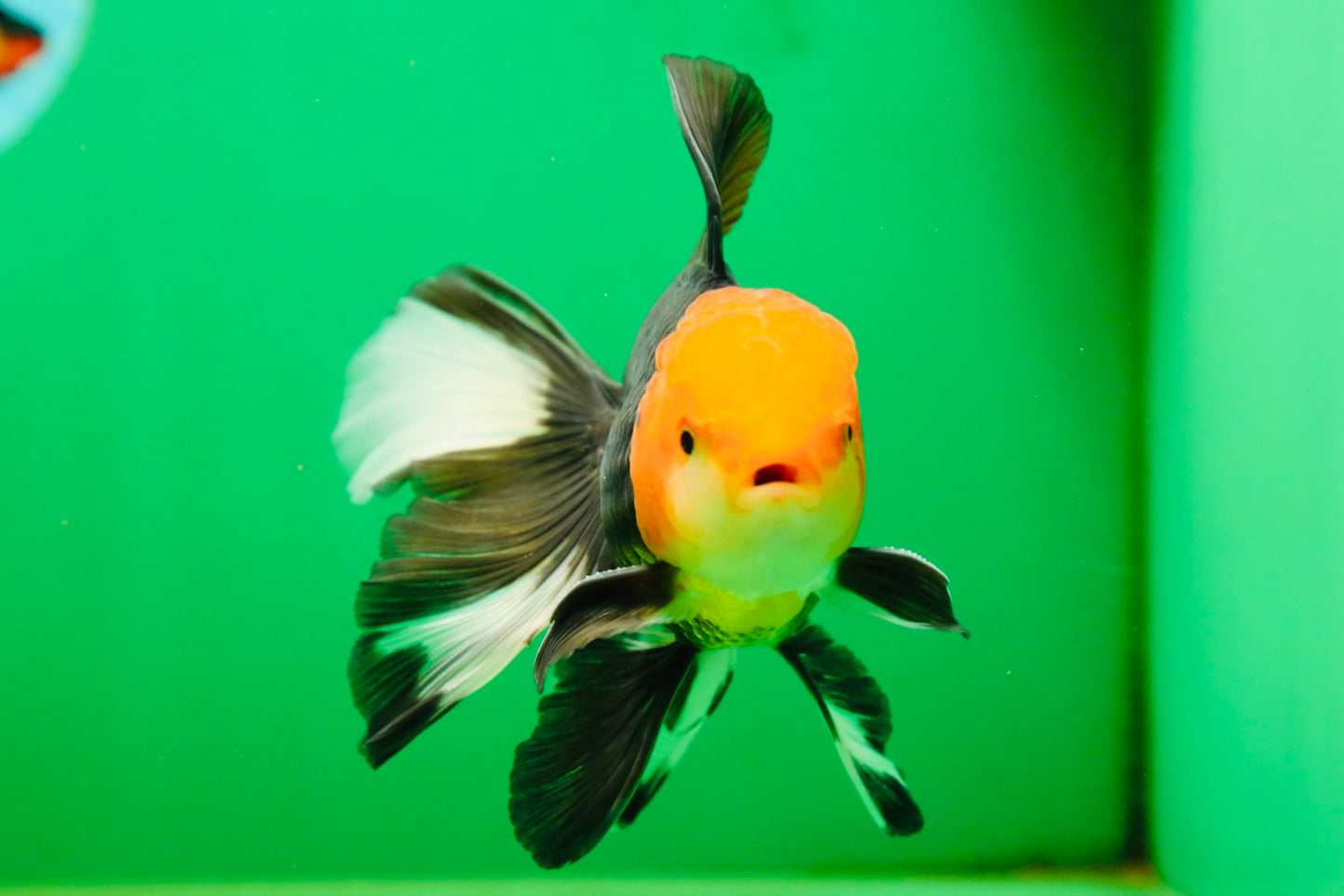 [SINGLE] Tricolor Oranda Male 4.5-5 inches #080825SO_09