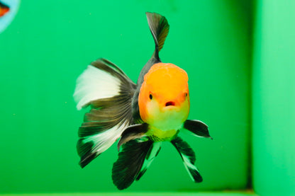 [SINGLE] Tricolor Oranda Male 4.5-5 inches #080825SO_09