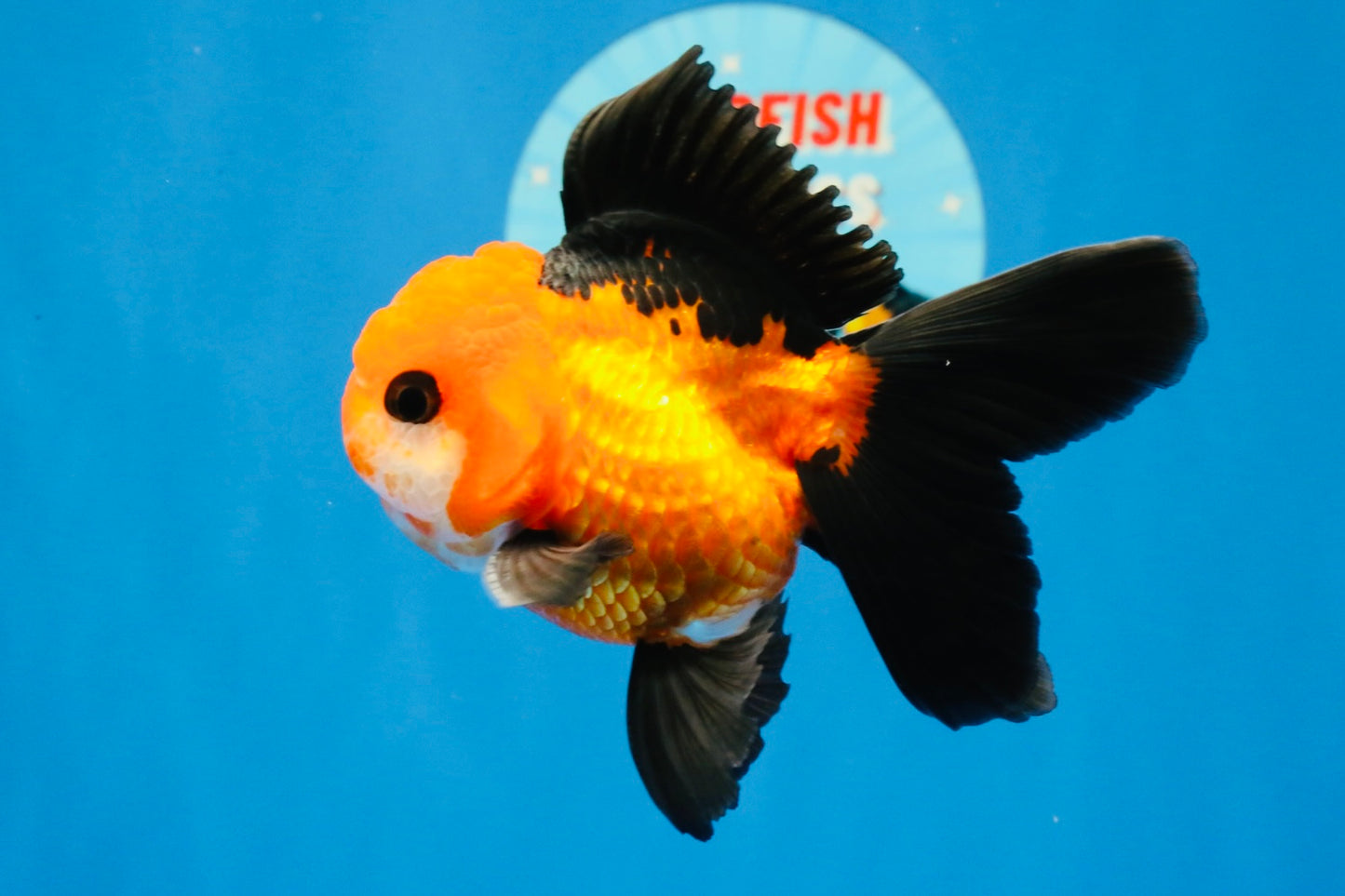 [SINGLE] Apache Oranda Male 4 inches #022726SO_08