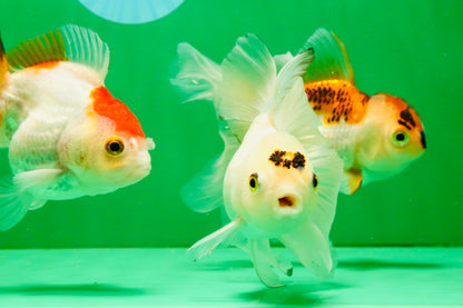 [TRIPLE] Mixed Color Oranda 3.5-4.5 inches #121925TO_05