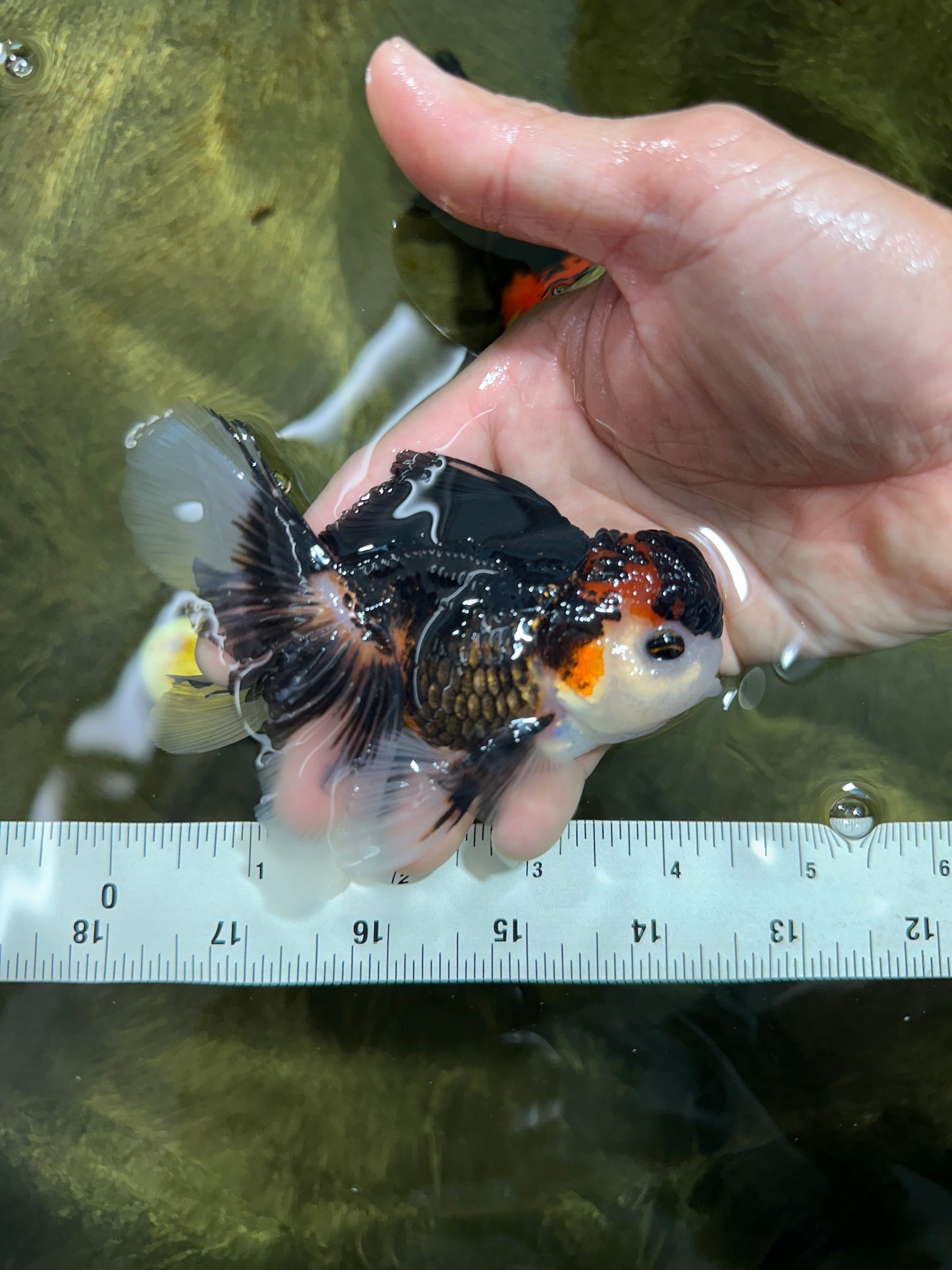 [SINGLE] Tricolor Oranda Male 4.5 inches #062025SO_05