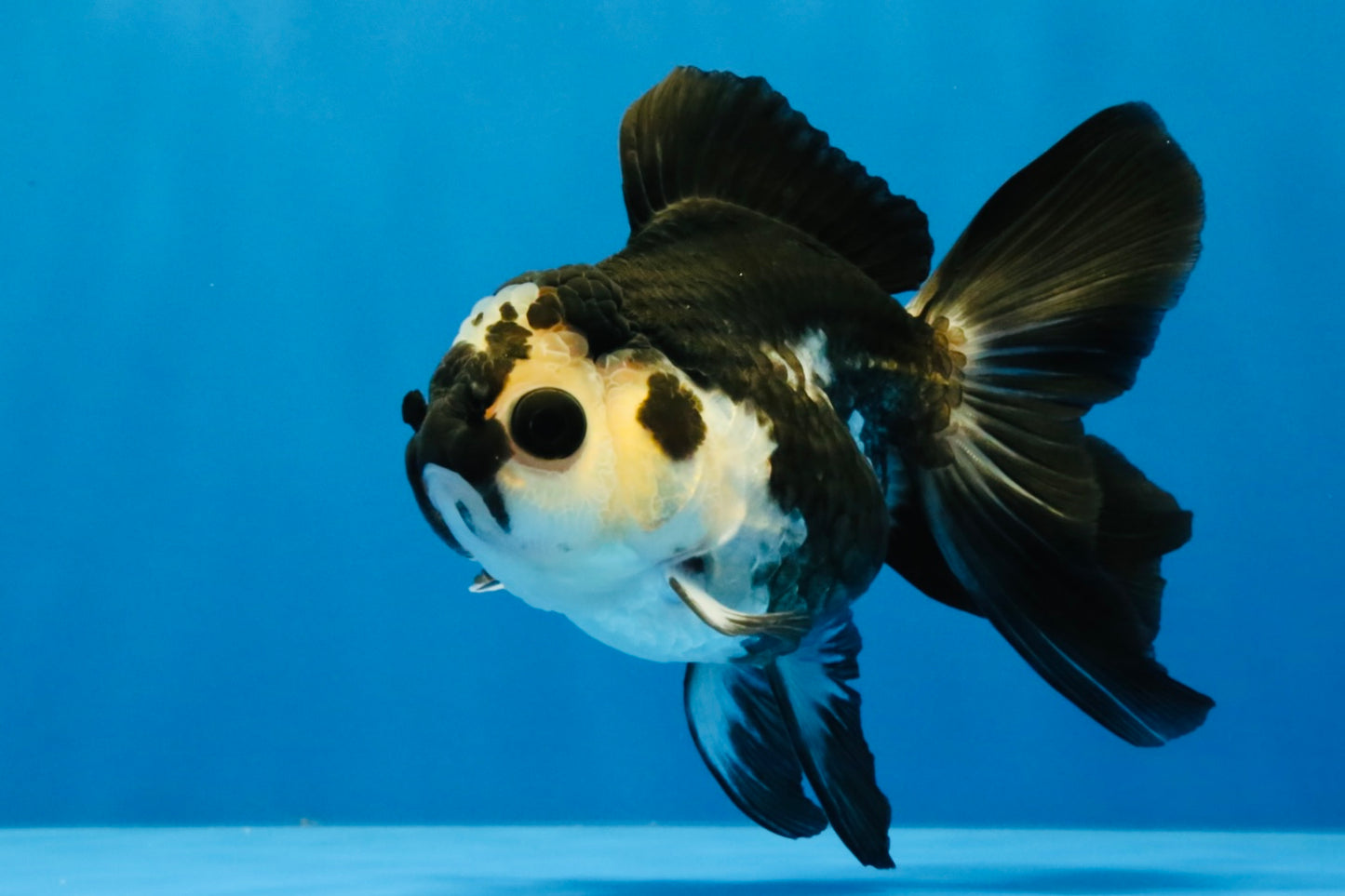 [SINGLE] Panda Oranda Female 4-4.5 inches #041026SO_03
