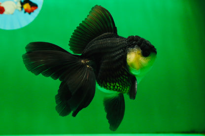 [SINGLE] Panda Oranda Male 4.5-5 inches #082225SO_06