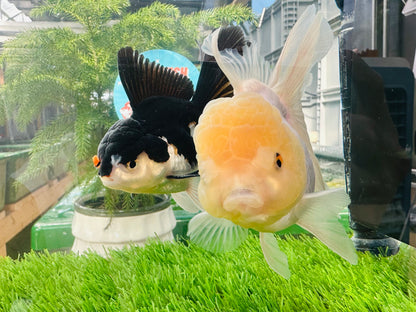 [COUPLE] Panda & Lemonhead Oranda size 4.5 inches #111524CO_05