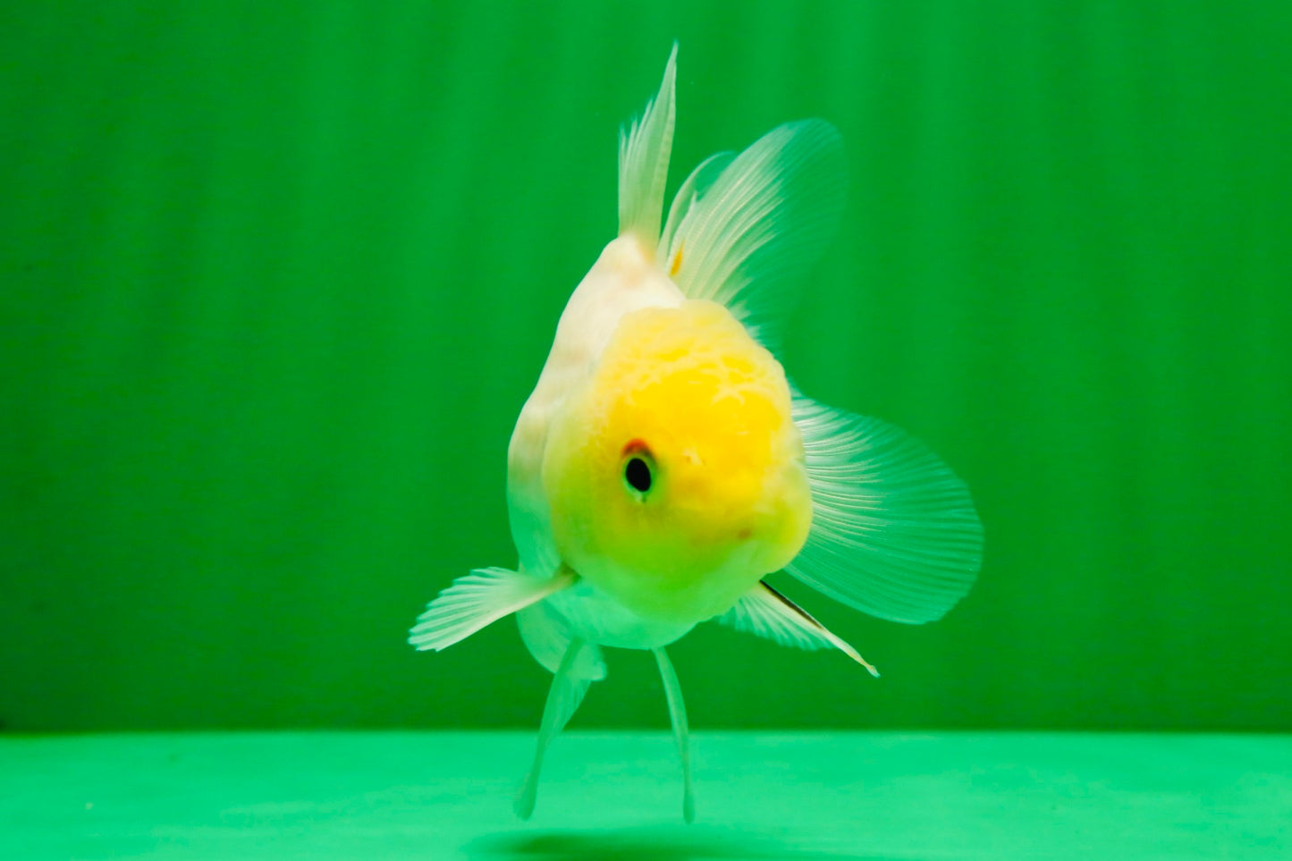[SINGLE] White Male Oranda 4 inches #101025SO_10