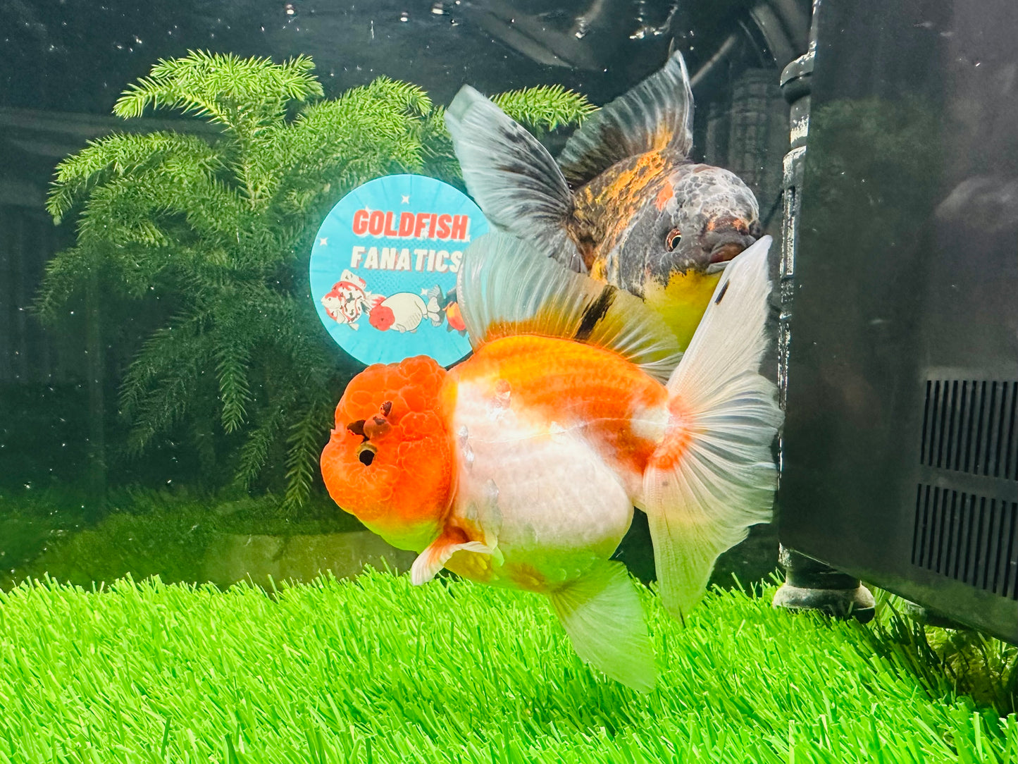 [COUPLE] Sakura & Kirin Oranda size 4-4.5 inches #111524CO_13