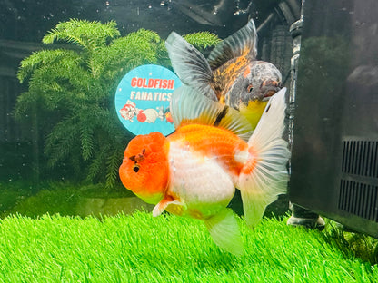 [COUPLE] Sakura & Kirin Oranda size 4-4.5 inches #111524CO_13