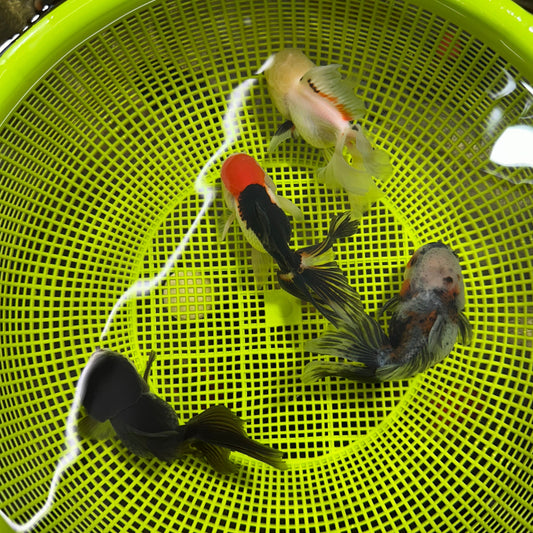 [QUAD] Multiple Color Oranda 4-4.5 inches #050225QO_04