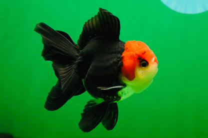 [SINGLE] Tricolor Oranda Male 4-4.5 inches #080825SO_11