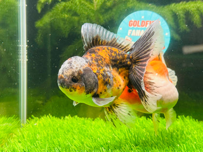 [COUPLE] Sakura & Kirin Oranda size 4-4.5 inches #111524CO_13