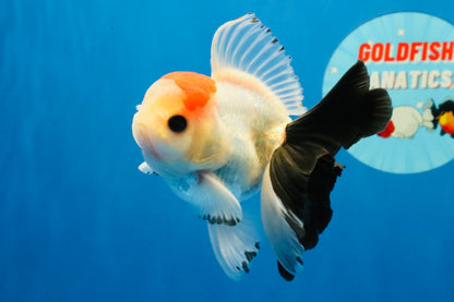 [SINGLE] Tricolor Button Eyes Oranda Male 4-4.5 inches #030626SO_04