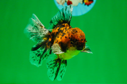 [SINGLE] Tiger Oranda Male 4.5 inches #081525SO_01