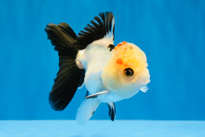 [SINGLE] Tricolor Oranda Male 4 inches #031326SO_06
