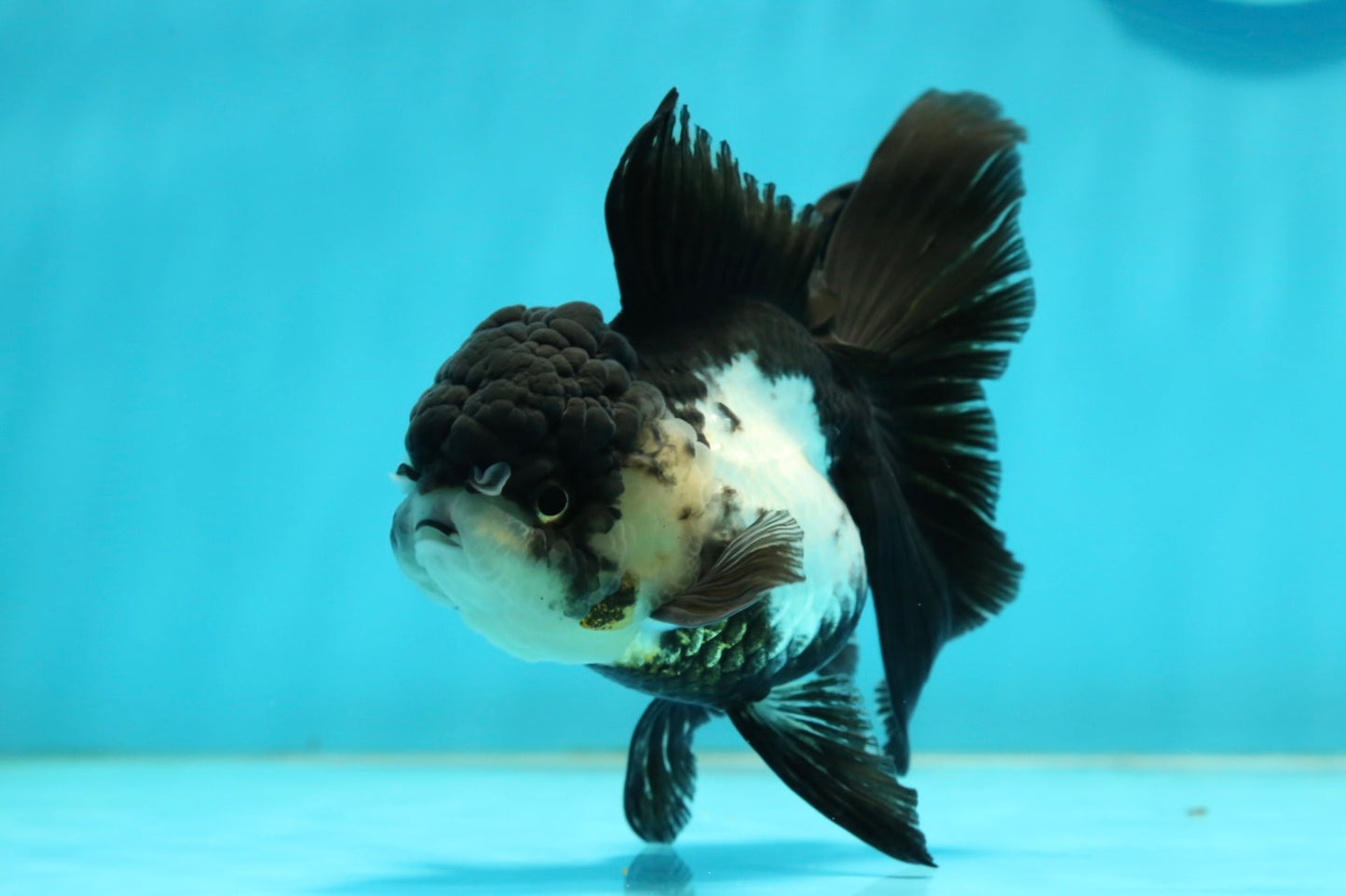 [SINGLE] Panda Oranda Female 4 inches #112924SO_17