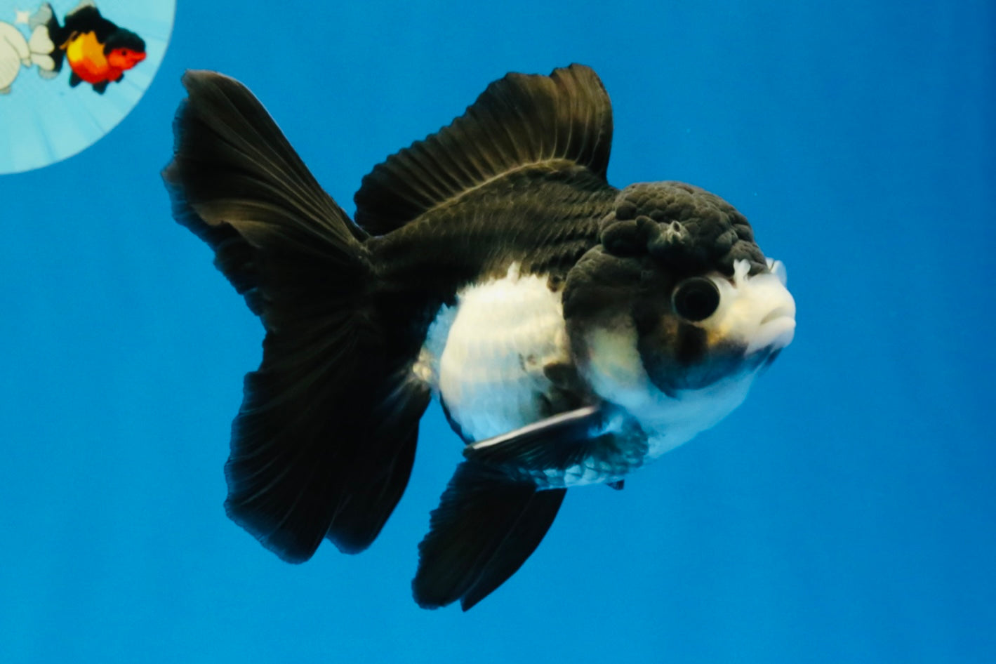 [SINGLE] Panda Oranda Female 4.5 inches #041026SO_02
