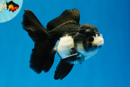 [SINGLE] Panda Oranda Female 4.5 inches #041026SO_02