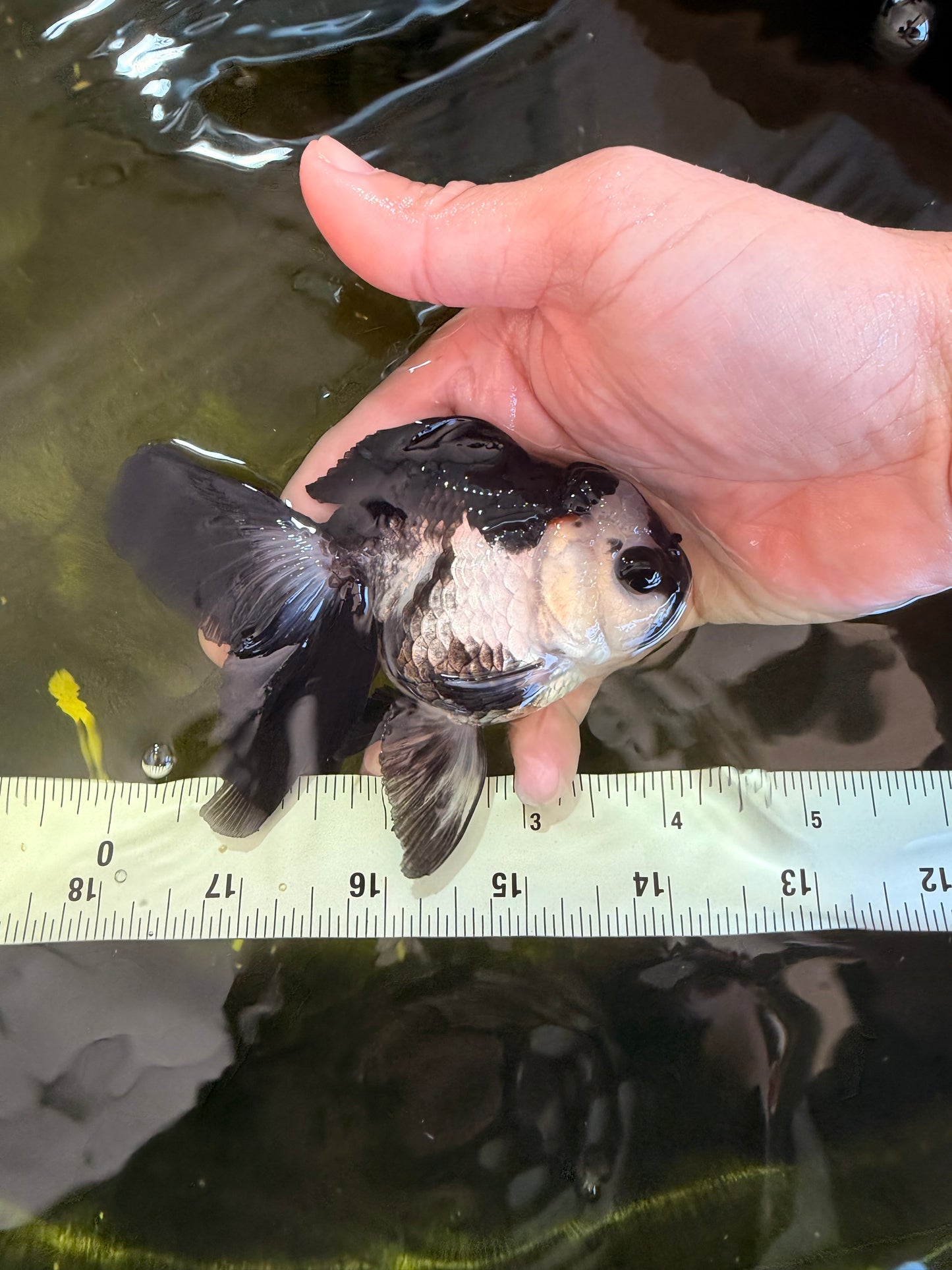 [SINGLE] Panda Oranda Female 4-4.5 inches #041026SO_03