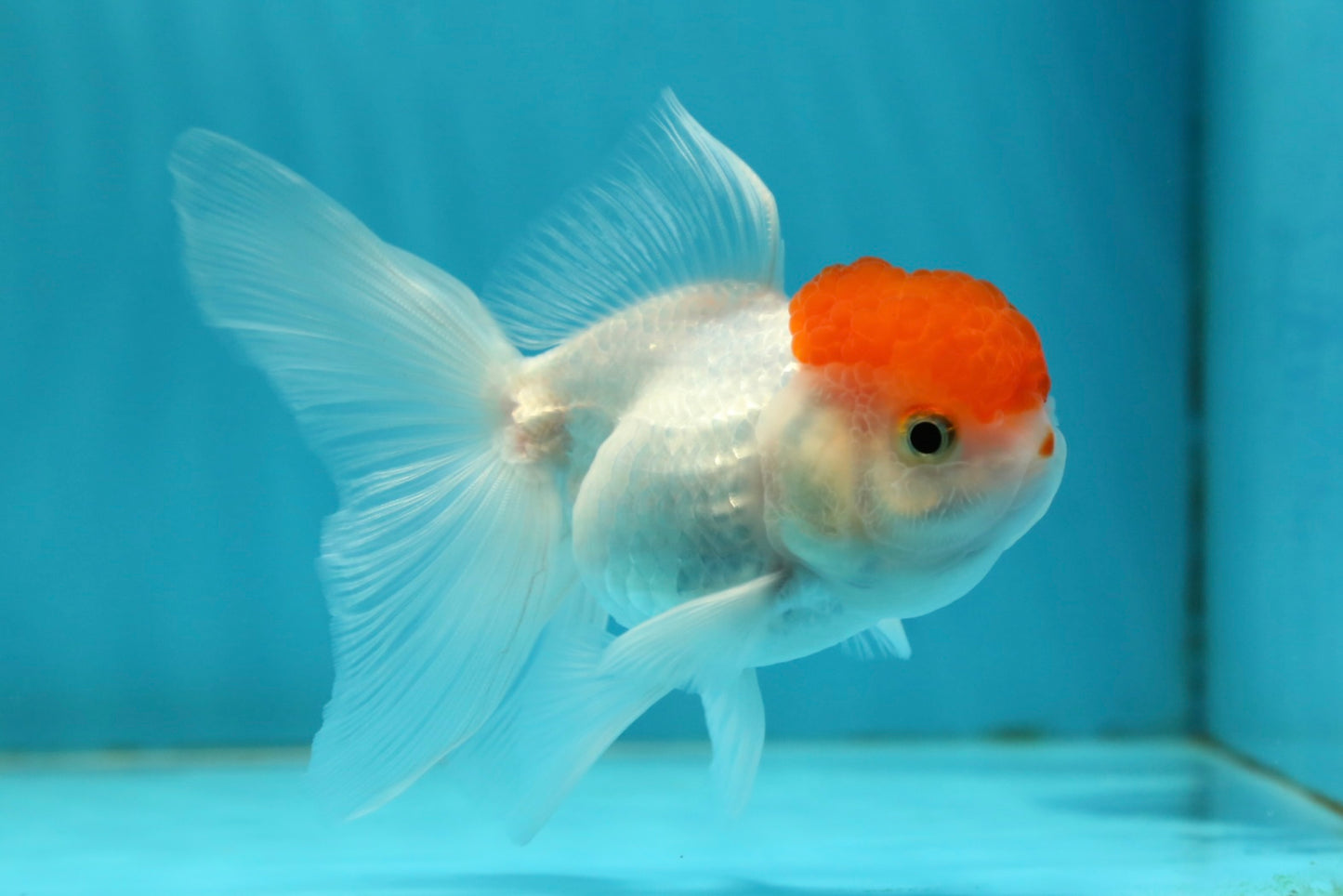 [SINGLE] Red Cap Oranda Female 4-4.5 inches #112924SO_18