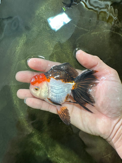 [SINGLE] Tricolor Female Oranda 4.5 inches #080125SO_01