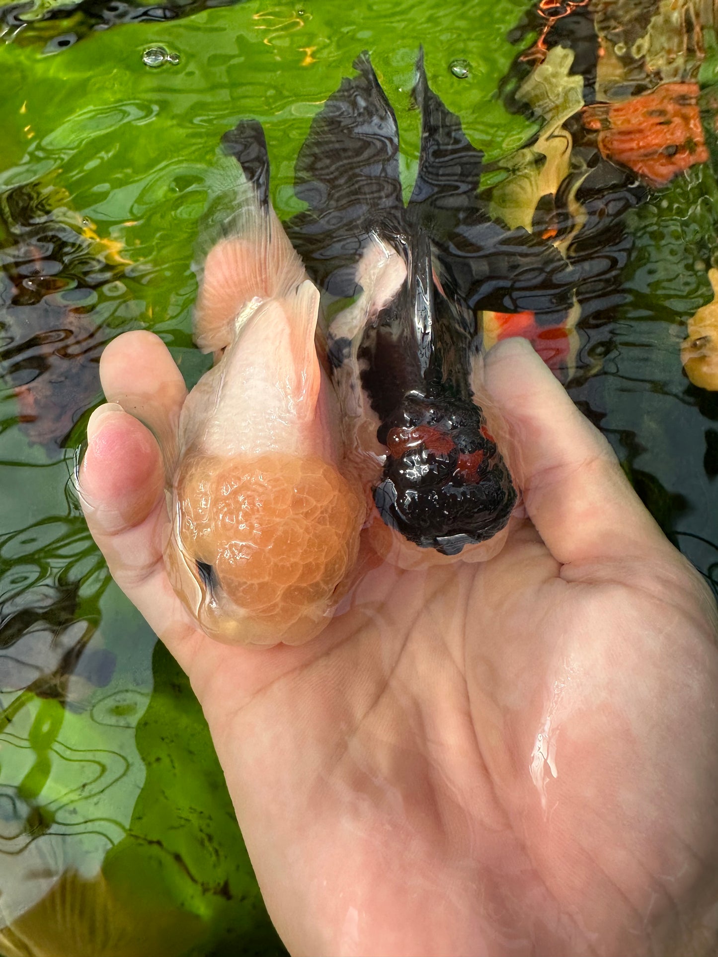 [COUPLE] - Lemonhead & Tricolor Oranda 4 inches #110824CO_17