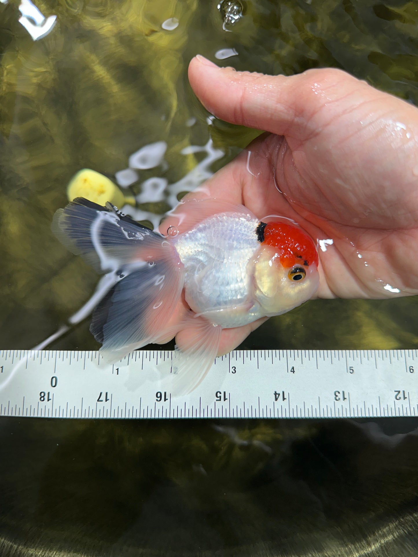 [SINGLE] Red Head Tricolor Oranda Male 4-4.5 inches #060625SO_01
