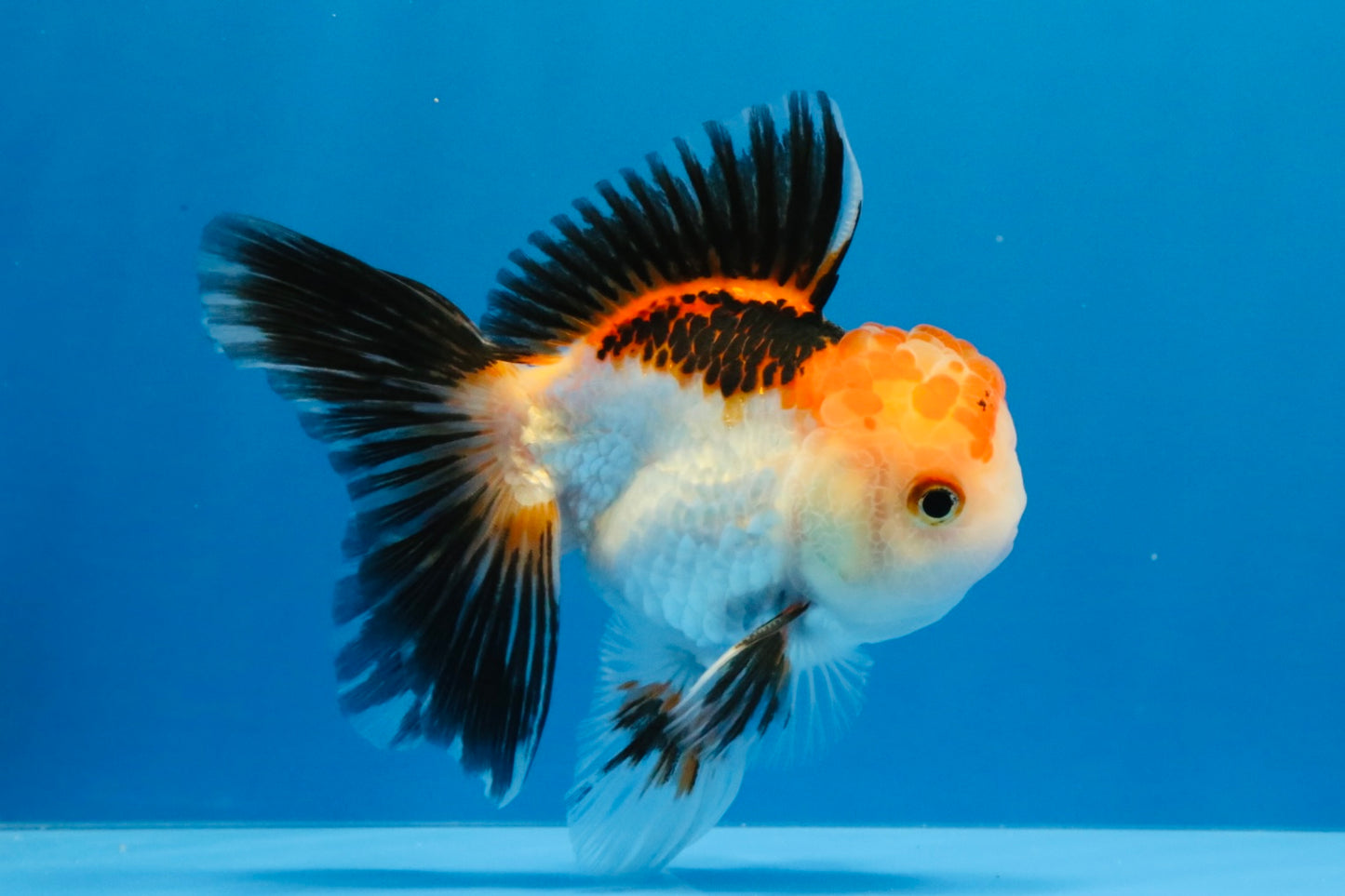 [SINGLE] Tricolor Oranda Male 4-4.5 inches #032026SO_06