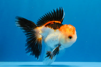 [SINGLE] Tricolor Oranda Male 4-4.5 inches #032026SO_06
