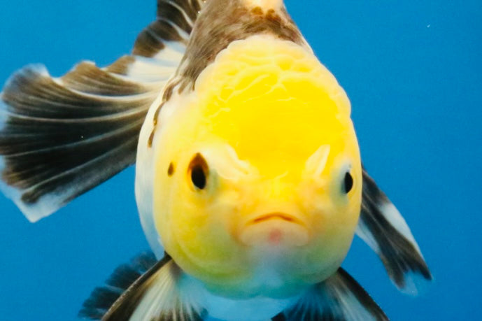 [SINGLE] Tricolor Oranda Male 4.5 inches #041726SO_02