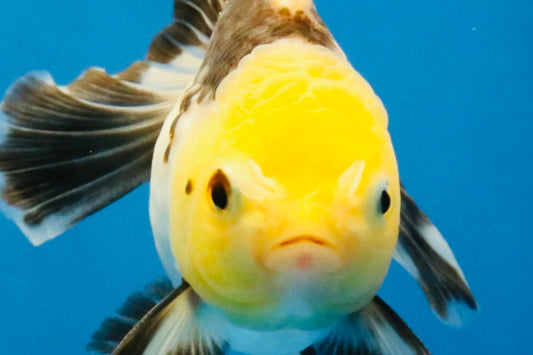 [SINGLE] Tricolor Oranda Male 4.5 inches #041726SO_02