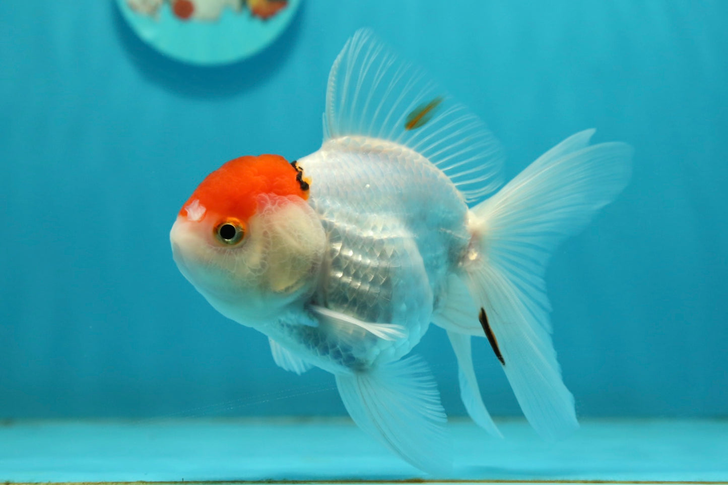 [SINGLE] Tancho Oranda Male 4.5 inches #112924SO_12