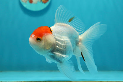 [SINGLE] Tancho Oranda Male 4.5 inches #112924SO_12