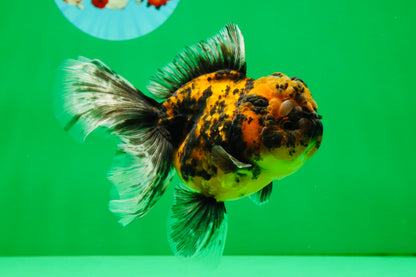 [SINGLE] Tiger Male Oranda 4.5 inches #101025SO_12