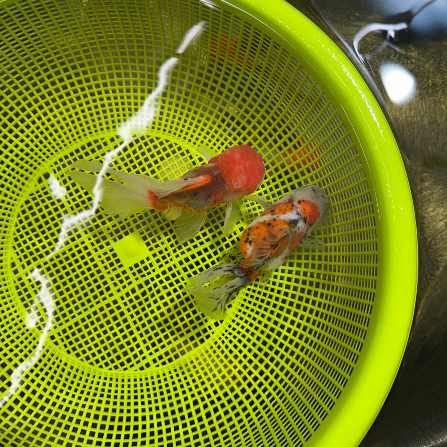 [COUPLE] Pepper Calico Female & Sakura Male Oranda 4.5-5 inches #050225CO_07
