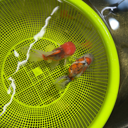 [COUPLE] Pepper Calico Female & Sakura Male Oranda 4.5-5 inches #050225CO_07