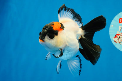 [SINGLE] Tricolor Oranda Female 4-4.5 inches #041026SO_05