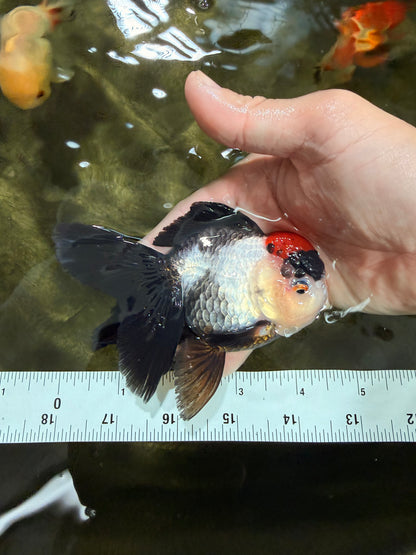 [SINGLE] Tricolor Oranda Female 4-4.5 inches #031326SO_01