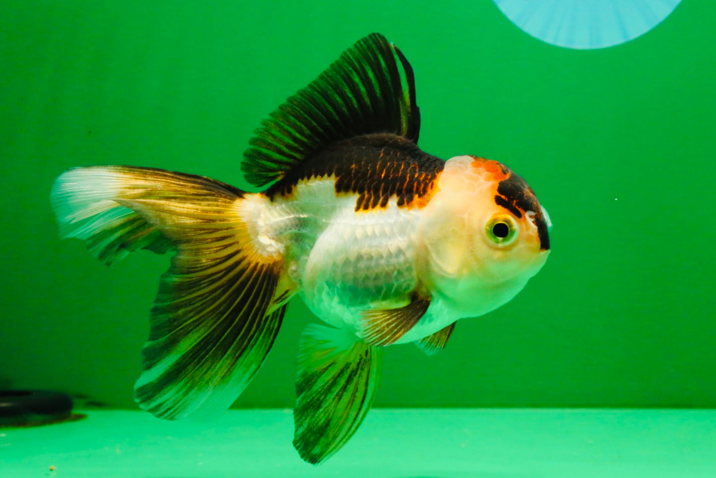 [SINGLE] Tricolor Oranda Female 4.5 inches #112125SO_08
