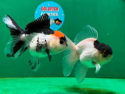 [COUPLE] Button Eyes Tricolor Female & Panda  Male Oranda 4.5 inches #052325CO_08