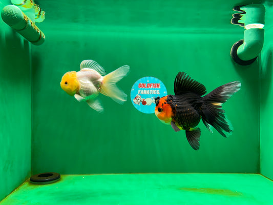 [COUPLE] Oranda Apache Female & Lemonhead Male 4 inches #051625CO_02