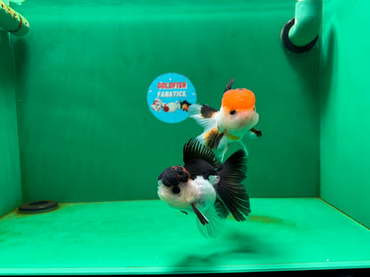 [COUPLE] Tricolor Female & Panda Male Oranda 4 inches #051625CO_07