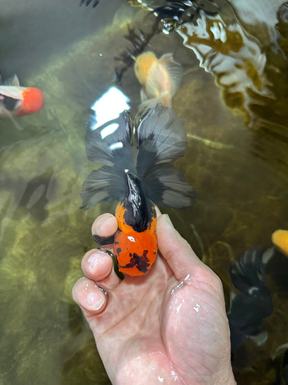 [SINGLE] Apache Button Eyes Male Oranda 4.5 inches #080125SO_04