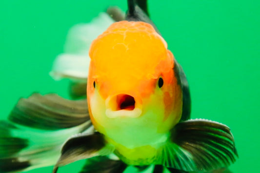 [SINGLE] Tricolor Oranda Male 4.5-5 inches #080825SO_09