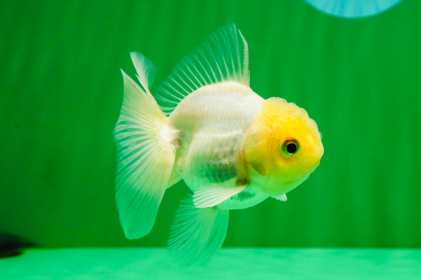 [SINGLE] White Male Oranda 4 inches #101025SO_10
