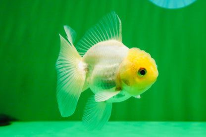 [SINGLE] White Male Oranda 4 inches #101025SO_10